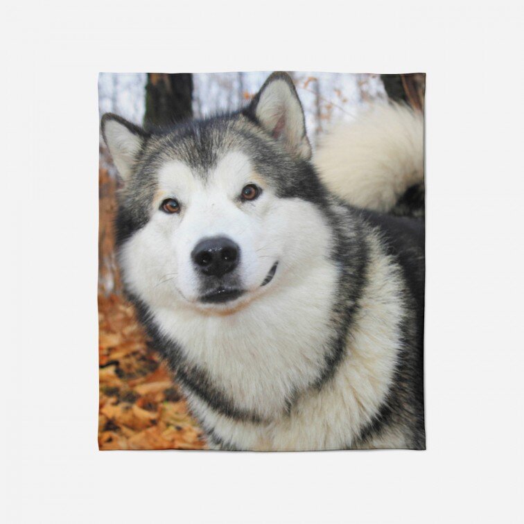 Меко одеяло Аляски маламут - Alaskan Malamute Smile